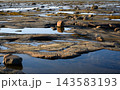 Close up of rocky coastal terrain at low tide in White Sea, Russia. Textured bedrock with shallow water pools and scattered stones. Geological nature background 143583193