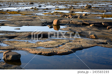 Close up of rocky coastal terrain at low tide in White Sea, Russia. Textured bedrock with shallow water pools and scattered stones. Geological nature background 143583193