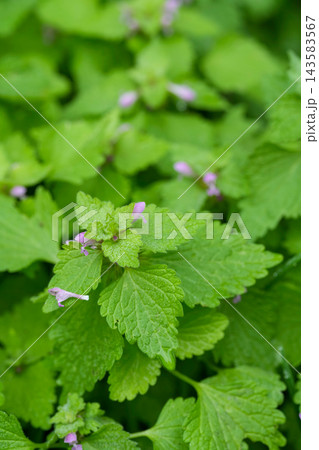 Closeup on the purple flowering Purple deadnettle wildflower, Lamium purpureum in the garden 143583567