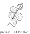 Vector illustration of a snowberry sprig with berries and leaves. Line drawing of a snowberry plant. 143583675
