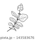 Vector illustration of a snowberry sprig with berries and leaves. Line drawing of a snowberry plant. 143583676
