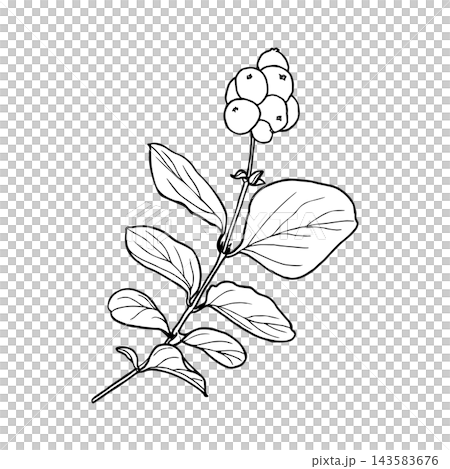 Vector illustration of a snowberry sprig with berries and leaves. Line drawing of a snowberry plant. Vector illustration of a snowberry sprig with berries and leaves. Line drawing of a snowberry plant. 143583676
