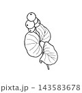 Vector line art of a snowberry plant for coloring, card design, packaging, and printed materials. Free of color, shadows, and additional objects. 143583678