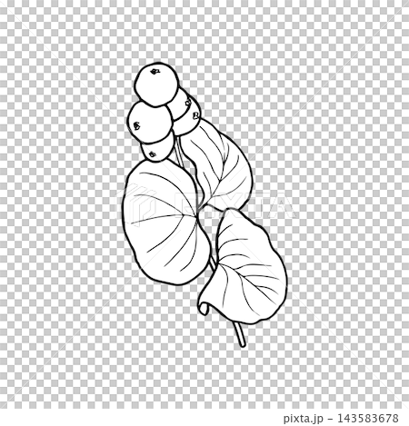 Vector line art of a snowberry plant for coloring, card design, packaging, and printed materials. Free of color, shadows, and additional objects. Vector line art of a snowberry plant for coloring, card design, packaging, and printed materials. Free of color, shadows, and additional objects. 143583678