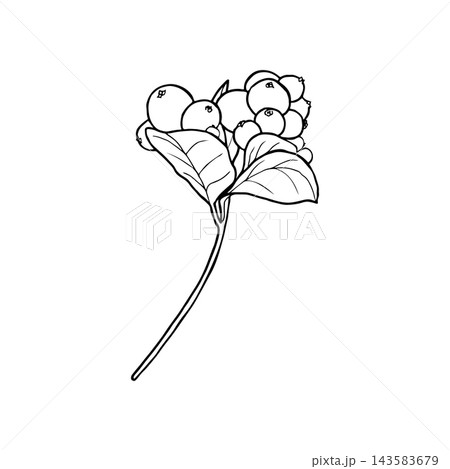 Illustration of snowberry branch with berries. Merry Christmas and Happy New Year plant. Illustration of snowberry branch with berries. Merry Christmas and Happy New Year plant. 143583679