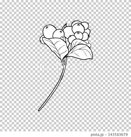 Illustration of snowberry branch with berries. Merry Christmas and Happy New Year plant. Illustration of snowberry branch with berries. Merry Christmas and Happy New Year plant. 143583679