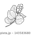 Illustration of snowberry branch with berries. Merry Christmas and Happy New Year plant. 143583680