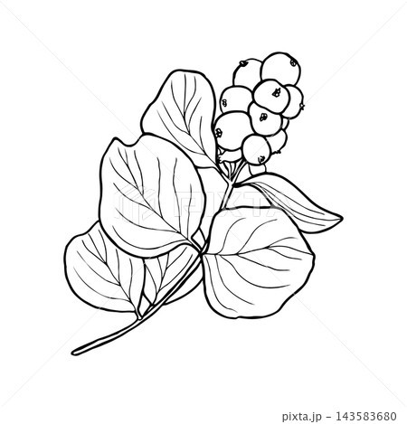 Illustration of snowberry branch with berries. Merry Christmas and Happy New Year plant. Illustration of snowberry branch with berries. Merry Christmas and Happy New Year plant. 143583680