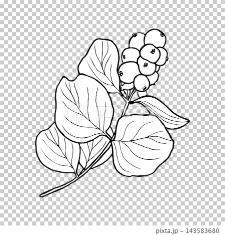 Illustration of snowberry branch with berries. Merry Christmas and Happy New Year plant. Illustration of snowberry branch with berries. Merry Christmas and Happy New Year plant. 143583680
