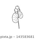 Vector illustration of a snowberry sprig with berries and leaves. Line drawing of a snowberry plant. 143583681