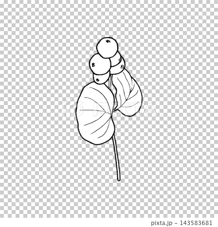 Vector illustration of a snowberry sprig with berries and leaves. Line drawing of a snowberry plant. Vector illustration of a snowberry sprig with berries and leaves. Line drawing of a snowberry plant. 143583681