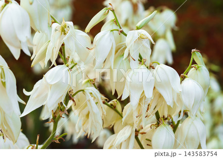 Close up, macro of white Yucca filamentosa flowers with delicate bell shaped petals in a garden Close up, macro of white Yucca filamentosa flowers with delicate bell shaped petals in a garden 143583754