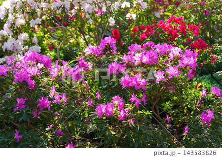 Pink Azalea Ericaceae Rhododendron indicum flower in garden, greenhouse on green foliage background Pink Azalea Ericaceae Rhododendron indicum flower in garden, greenhouse on green foliage background 143583826