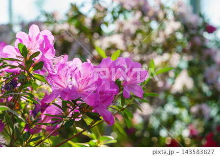 Pink Azalea Ericaceae Rhododendron indicum flower in garden, greenhouse on green foliage background 143583827