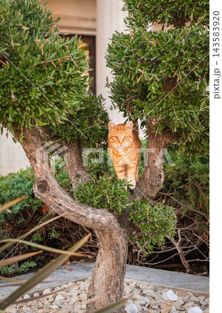 Cute ginger cat standing on tree branches looking at camera. Bright red tabby cat perched on branches of ornamental olive tree in garden, sunny day Cute ginger cat standing on tree branches looking at camera. Bright red tabby cat perched on branches of ornamental olive tree in garden, sunny day 143583920