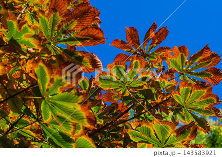 Autumn chestnut leaves changing color against vivid blue sky background. Close-up of horse chestnut tree leaves turning yellow and brown, early autumn season, natural background, sunny day Autumn chestnut leaves changing color against vivid blue sky background. Close-up of horse chestnut tree leaves turning yellow and brown, early autumn season, natural background, sunny day 143583921