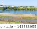 千葉県松戸市葛飾橋周辺2026年10月 143583955