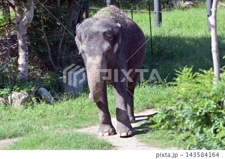 歩くアジアゾウ 歩くアジアゾウ 143584164