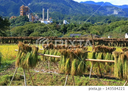 稲刈りの始まった棚田 寺坂棚田の秋の収穫 稲刈りの始まった棚田 寺坂棚田の秋の収穫 143584221