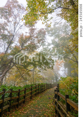 朝靄漂う幻想的な登山道の紅葉 朝靄漂う幻想的な登山道の紅葉 143585008