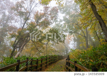 朝靄漂う幻想的な登山道の紅葉 朝靄漂う幻想的な登山道の紅葉 143585009