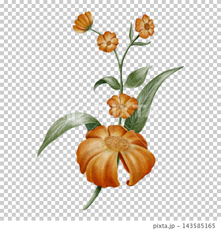 Hand Painted Watercolor Cozy Autumn Library with Vintage Orange Marigold Flower Dark Academia Clipart PNG Hand Painted Watercolor Cozy Autumn Library with Vintage Orange Marigold Flower Dark Academia Clipart PNG 143585165