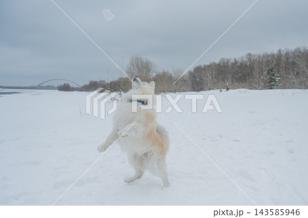 Fluffy samoyed dog jumping and catching snowball in winter 143585946