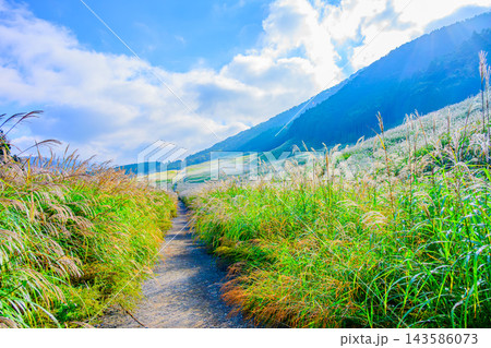 秋の箱根仙石原高原で朝霧が薄くなり快晴の青空や山並みとともに明るく現れた満開のすすき草原風景 143586073