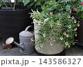トレニアの寄せ植えとジョウロ トレニアの寄せ植えとジョウロ 143586327