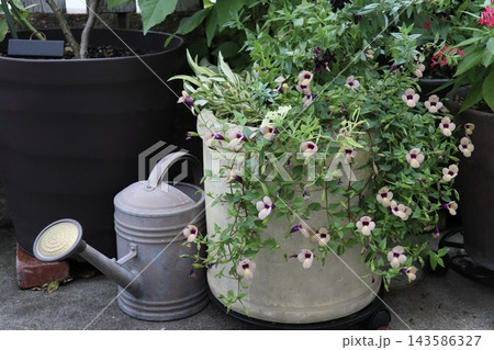 トレニアの寄せ植えとジョウロ トレニアの寄せ植えとジョウロ 143586327