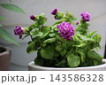 八重咲のトレニア 八重咲のトレニア 143586328