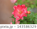 アプリコット色のミニバラ アプリコット色のミニバラ 143586329