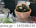 アプリコット色のセマム アプリコット色のセマム 143586330