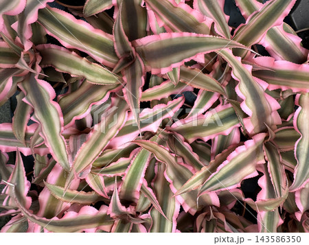 Terrestrial plant Earth star (Cryptanthus bivittatus) Terrestrial plant Earth star (Cryptanthus bivittatus) 143586350