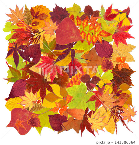 色づく紅葉がいっぱいの、秋色の切抜きフレーム 色づく紅葉がいっぱいの、秋色の切抜きフレーム 143586364