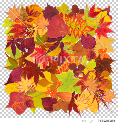 色づく紅葉がいっぱいの、秋色の切抜きフレーム 色づく紅葉がいっぱいの、秋色の切抜きフレーム 143586364