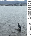 野鳥が羽を休めている琵琶湖 143586508
