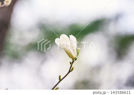 Single white magnolia kobus flower bud blooming on thin branch against beautiful soft blurred bokeh copy space background. Single white magnolia kobus flower bud blooming on thin branch against beautiful soft blurred bokeh copy space background. 143586611