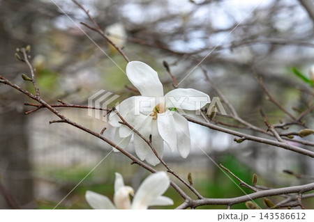 White star magnolia stellata flower blooming on tree branch with bare twigs against soft blurred bokeh copy space background. White star magnolia stellata flower blooming on tree branch with bare twigs against soft blurred bokeh copy space background. 143586612