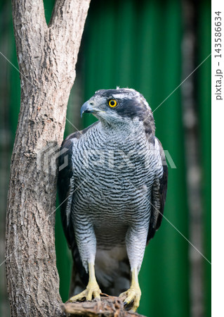 Eurasian goshawk Accipiter gentilis perched on branch in forest of Primorsky Krai Russian Far East outdoor wildlife 143586634