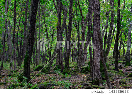 Ussuri taiga green deciduous forest with mossy stones on ground in Primorsky Krai Russian Far East outdoor nature landscape Ussuri taiga green deciduous forest with mossy stones on ground in Primorsky Krai Russian Far East outdoor nature landscape 143586638