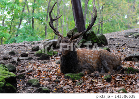Male sika deer Cervus nippon with antlers lying on ground with autumn dry leaves in forest of Primorsky Krai Russian Far East wildlife 143586639