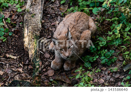 Eurasian lynx Lynx lynx curling up on ground next to fallen log Eurasian lynx Lynx lynx curling up on ground next to fallen log 143586640