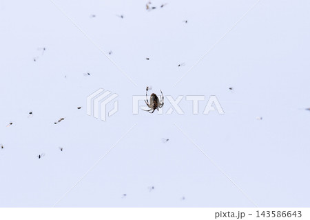 Orb weaver spider hangs in center of spiderweb surrounded by flying midges and insects against clear bright sky 143586643