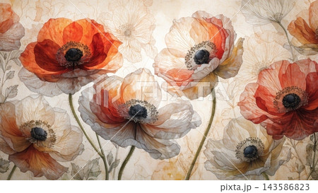A luminous botanical fine art illustration of delicate anemone flowers 143586823