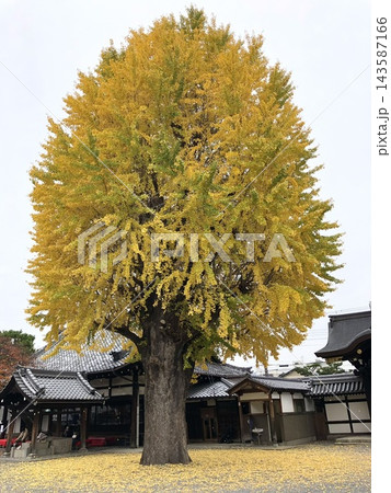 佛光寺のイチョウ 佛光寺のイチョウ 143587166