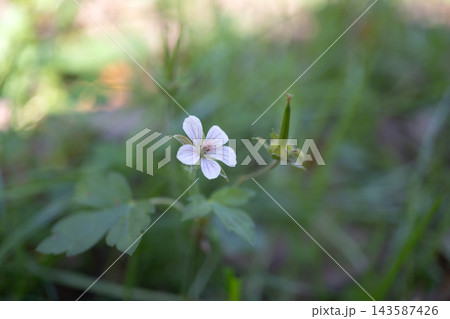 長野県 八千穂高原の秋に咲く山野草 ゲンノショウコの花と果実 長野県 八千穂高原の秋に咲く山野草 ゲンノショウコの花と果実 143587426