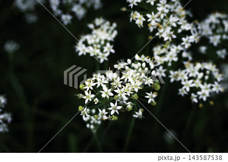 ニラの白い花 ニラの白い花 143587538