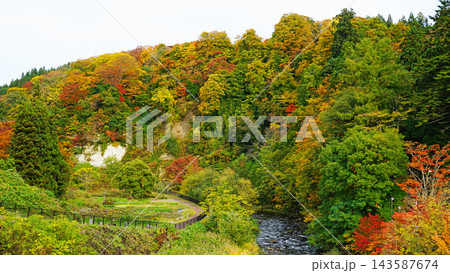 中野もみじ山　紅葉 143587674