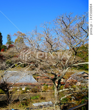 小原四季桜　紅葉　桜　愛知県 143588064